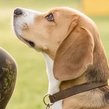 Sample photo of a beagle